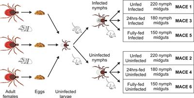 Identification of Tick Ixodes ricinus Midgut Genes Differentially Expressed During the Transmission of Borrelia afzelii Spirochetes Using a Transcriptomic Approach